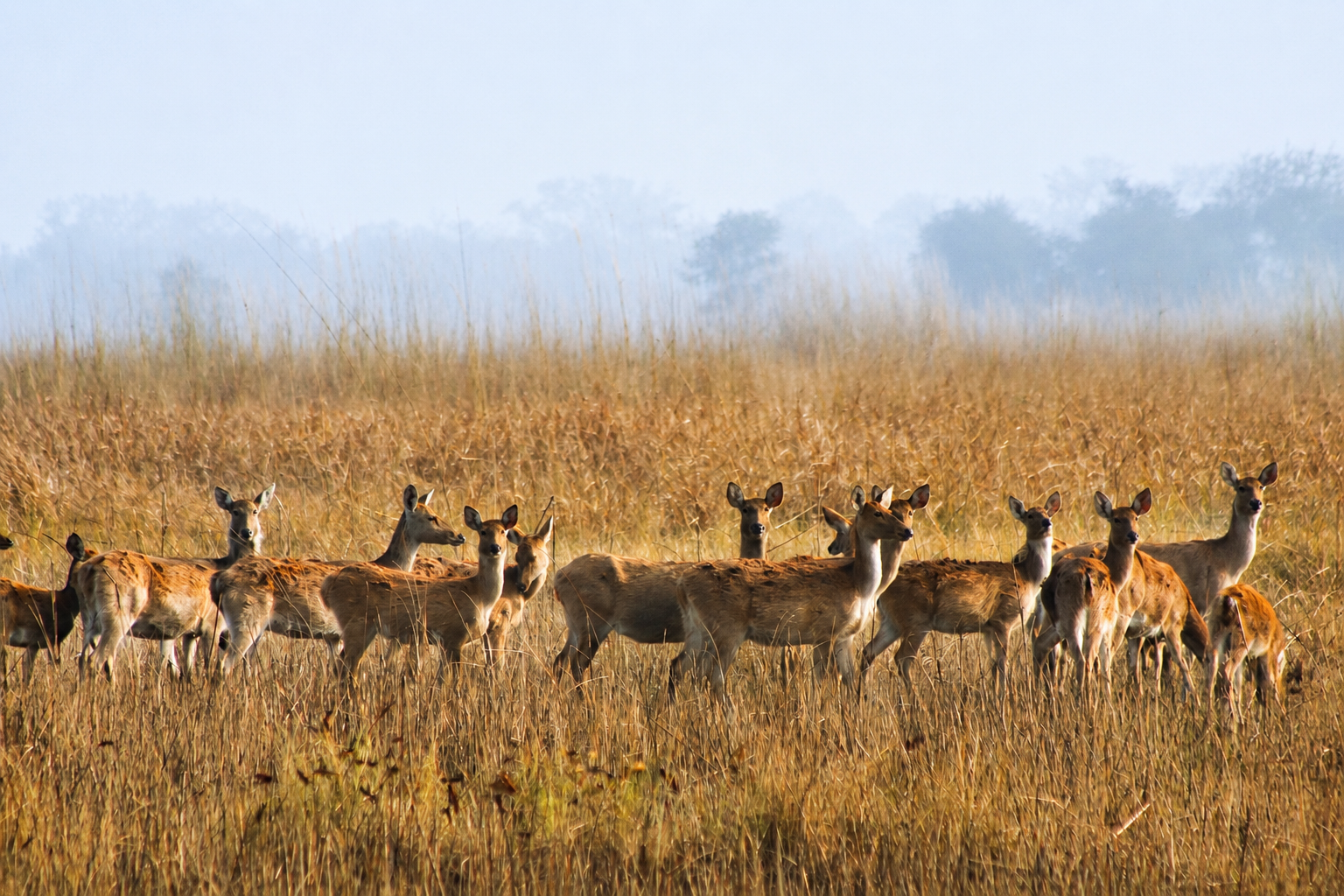 Shuklaphanta National Park